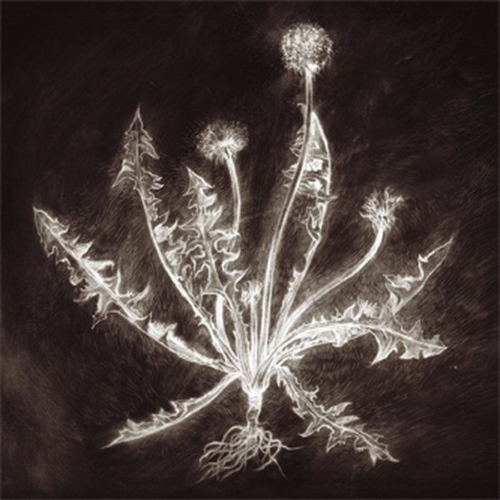 TUMA, SCOTT - Dandelion