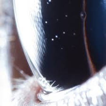 ROLY PORTER - Third Law