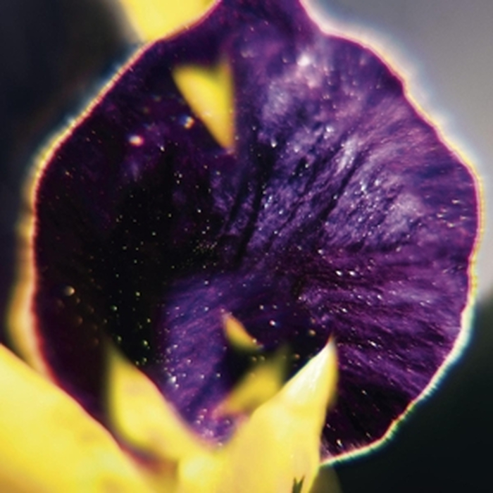 FIS - From Patterns To Details