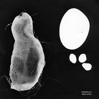 GONDWANA - Miccaotli