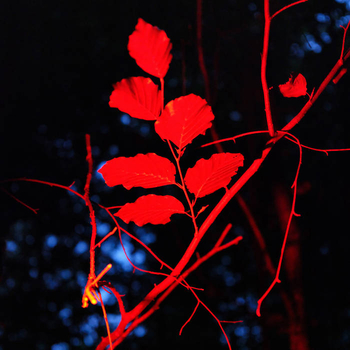 LUDWIG BERGER - Ecotonalities: No Other Home Than The...