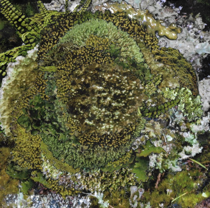 KINZUA - Never Fret. Never Fail